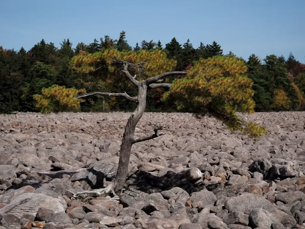 A windswept pitch pine growing out of the jumbled rocks of Hickory Run's Boulder Field