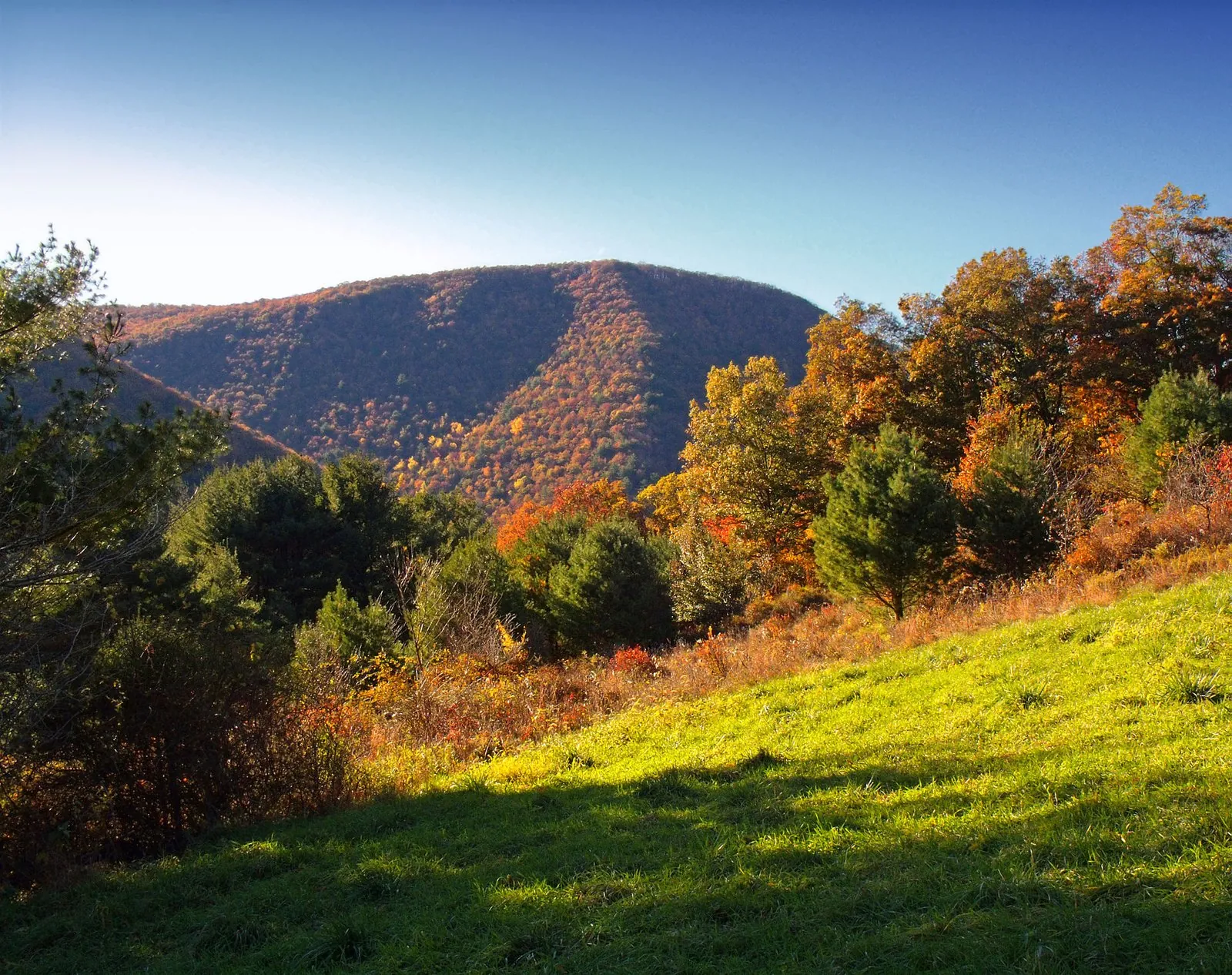Where to see fall foliage in Pennsylvania: orange and gold hardwoods on a ridge above the Pine Creek Valley, seen from the Golden Eagle Trail