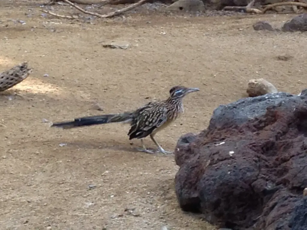 A roadrunner standing on sandy ground beside a boulder in a ZooAmerica habitat