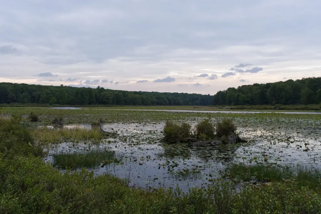 Lily pads and wetland islands on Black Moshannon Lake under an evening sky